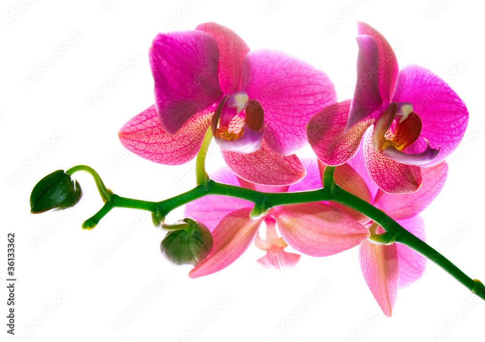 Fototapeta premium Beautiful orchid