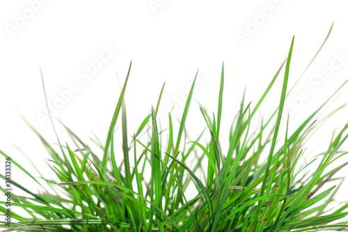 green grass