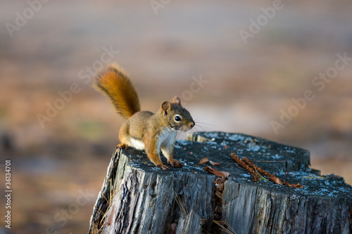 Alert Red Squirrel on Tree Stump