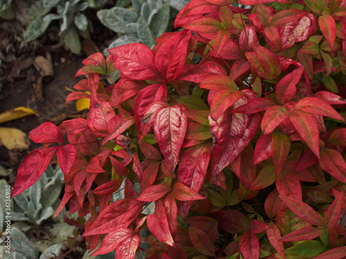 Nandina