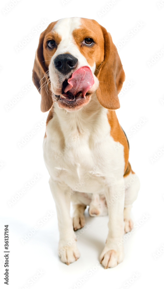 beagle  on a white background.