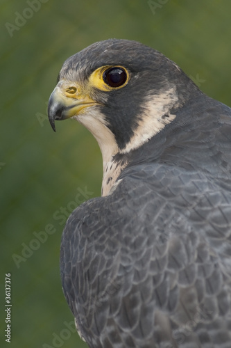 Portrait Wanderfalke (Falco peregrinus)