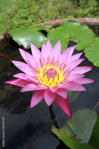pink Thai lotus blooming in a water