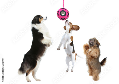trois chiens attrapent leur jouet © CallallooAlexis