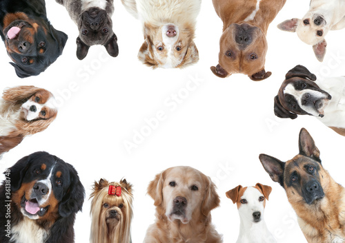 Fototapeta Naklejka Na Ścianę i Meble -  la grande variété des races canines