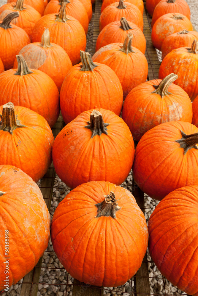 Pumpkins at the farmer market. Pumpkins at the farmer market.