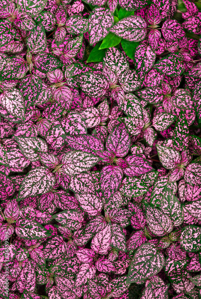 pink white and green leaves