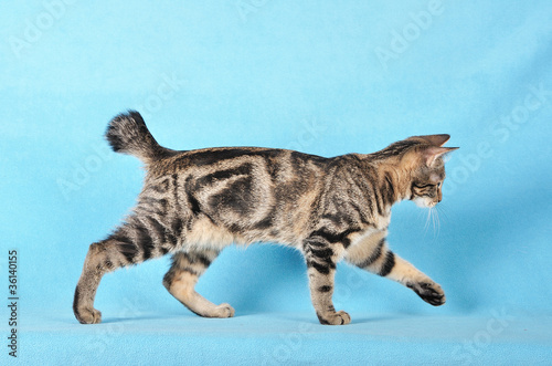 Fotografija Kurilian Bobtail