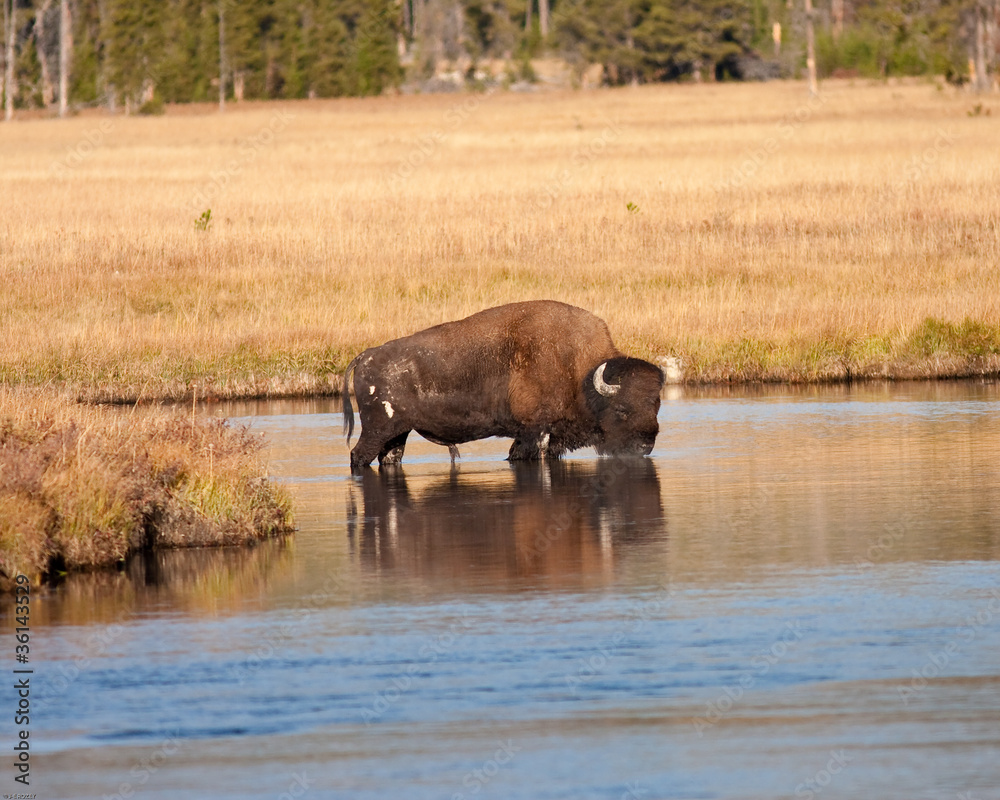 Bison Bison