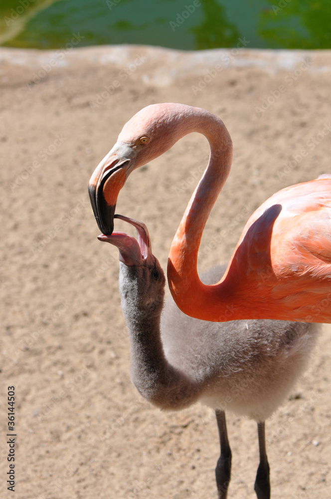 Fototapeta premium Adult and baby flamingo