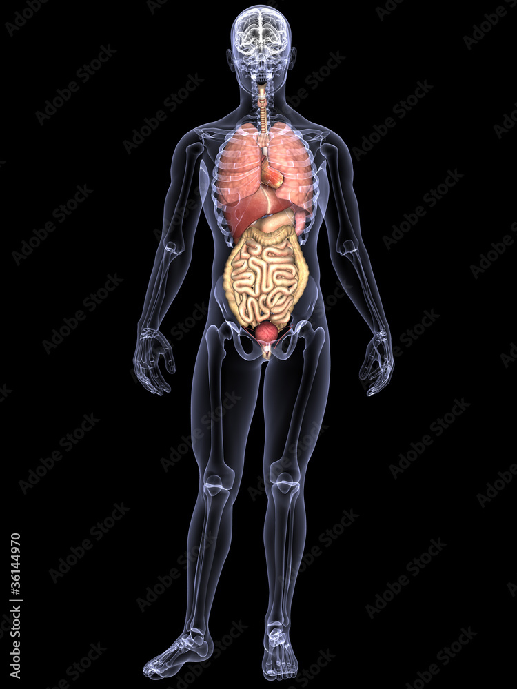 Skeleton X-Ray - Internal Organs Skeleton X-Ray - Internal Organs
