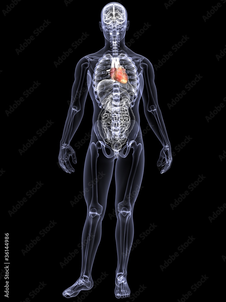 Skeleton X-Ray - Heart Skeleton X-Ray - Heart
