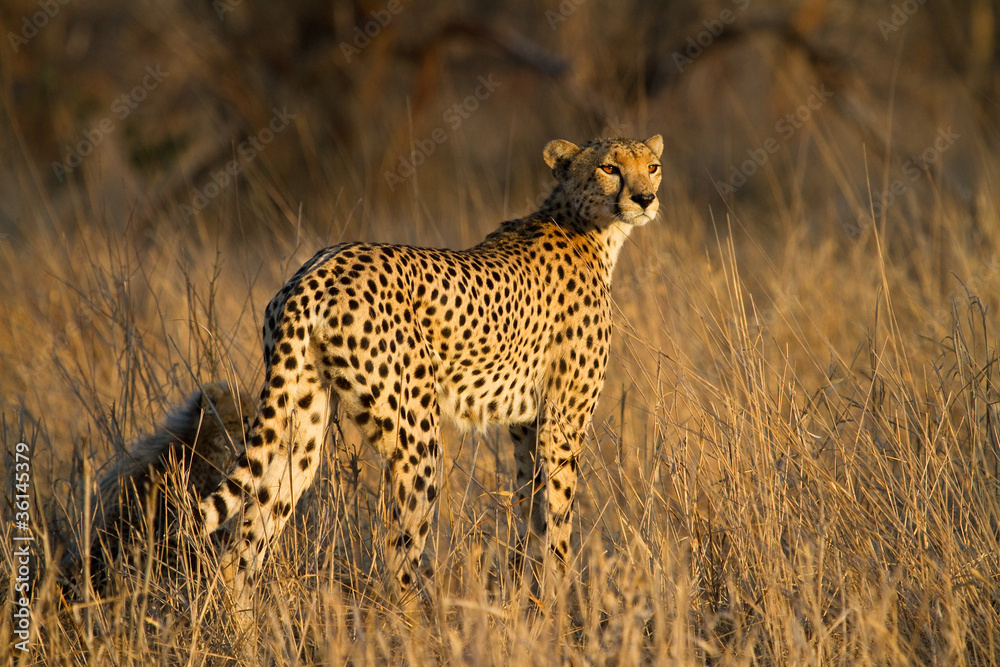 Naklejka premium Cheetah mother