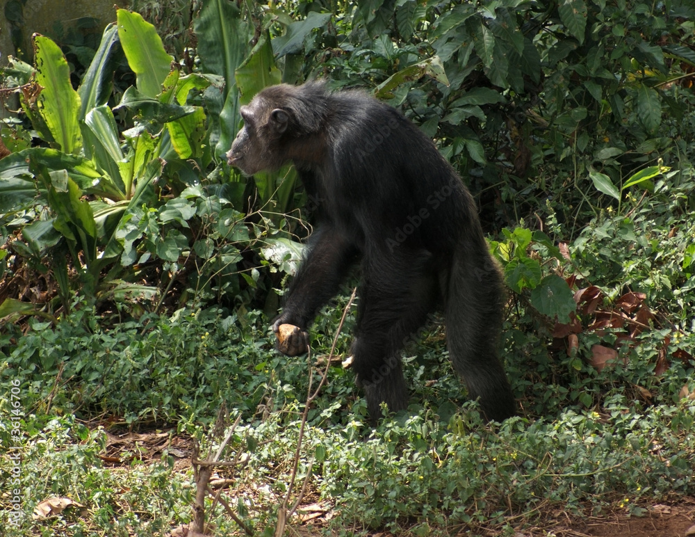 chimpanzee in jungle vegetation chimpanzee in jungle vegetation