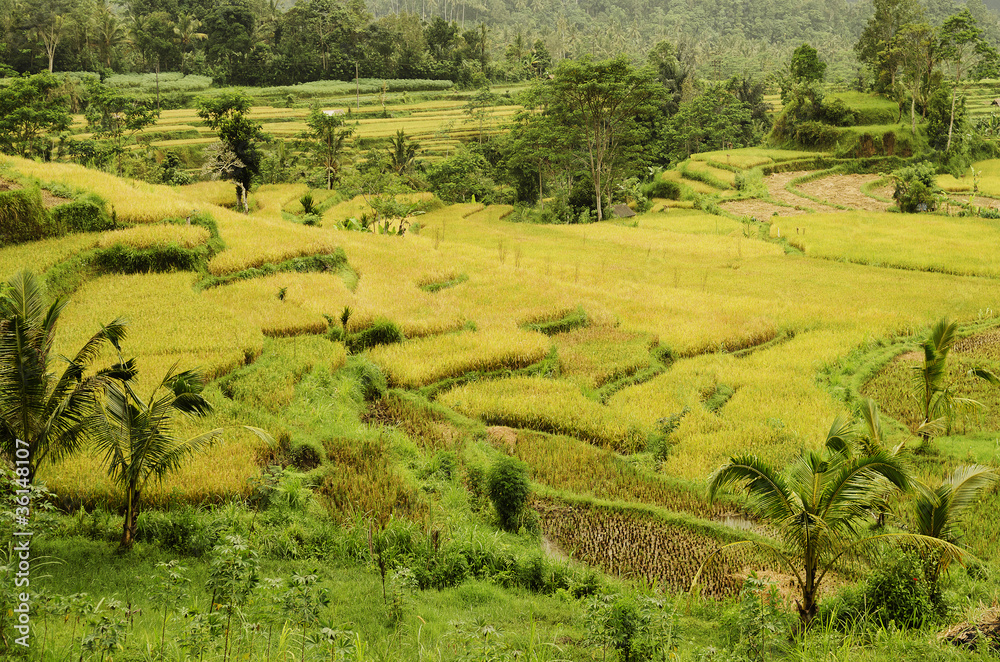 rice field landcape in bali indonesia rice field landcape in bali indonesia