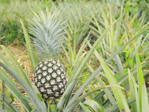 fresh pineapple