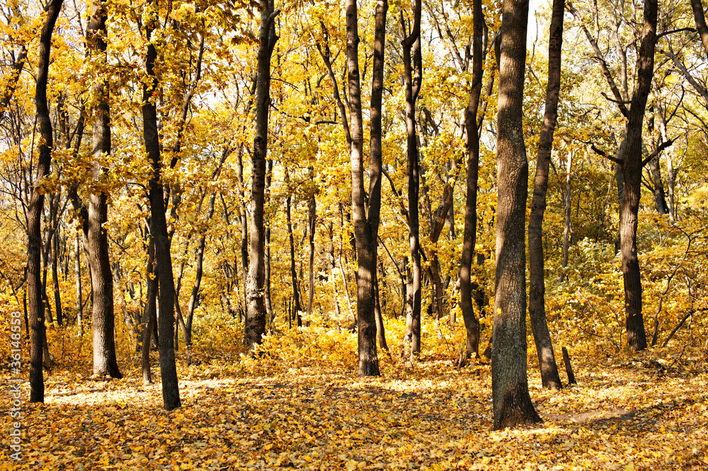 Autumn at the forest