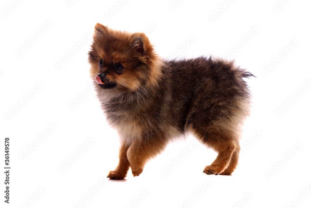 Welpe Pomeranian Zwergspitz laufend Welpe Pomeranian Zwergspitz laufend