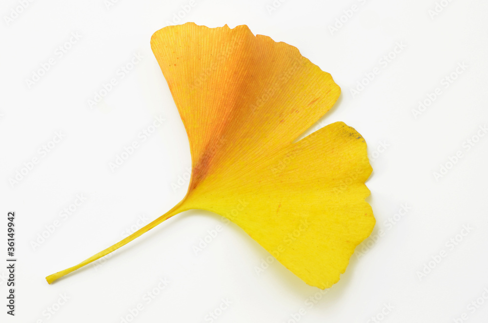 Naklejka premium Ginkgoblatt