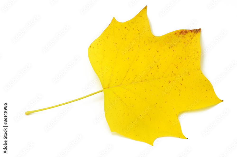Naklejka premium Herbstblatt