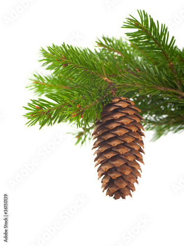 Spruce branch with cone on a white background