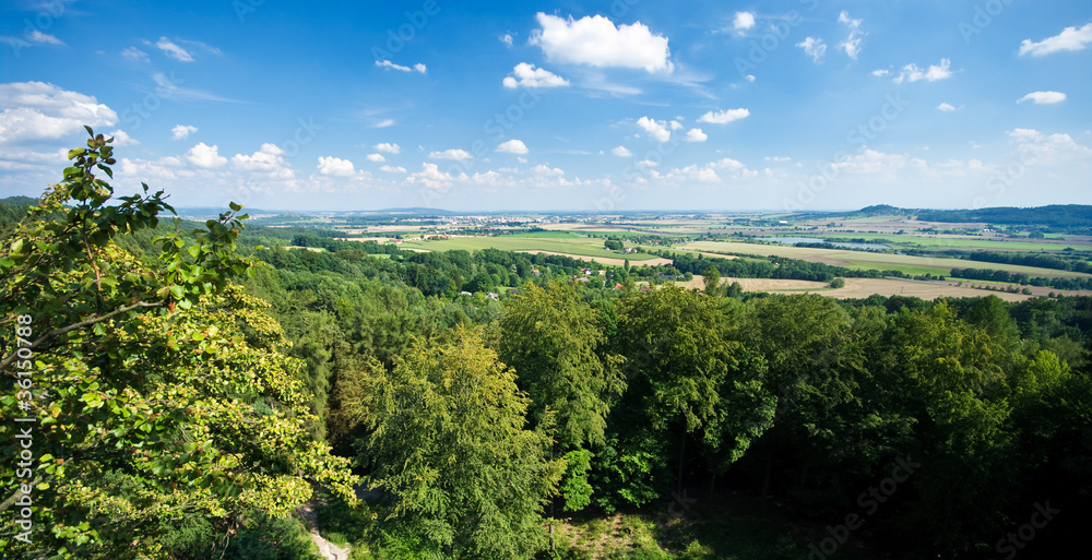 Obraz premium Green forest