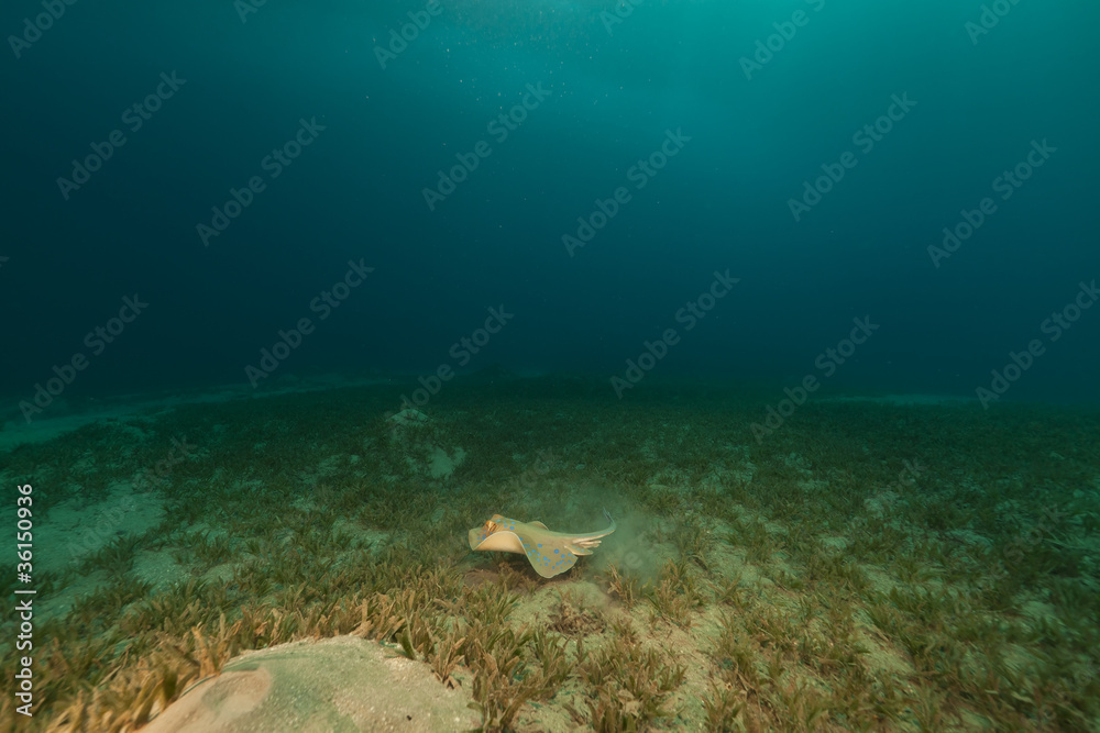 Fototapeta premium Bluespotted stingray in the Red Sea.