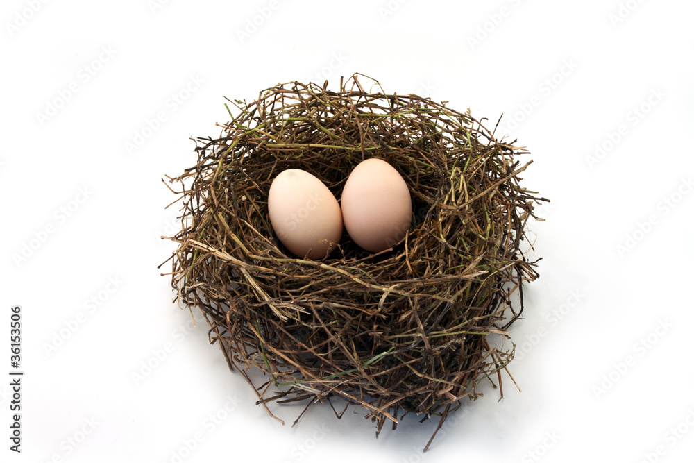 nest nest