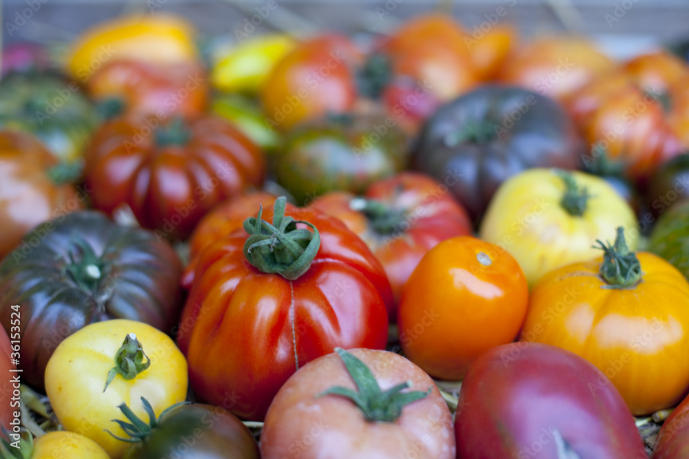 anciennes variété de tomates Stock Photo Adobe Stock