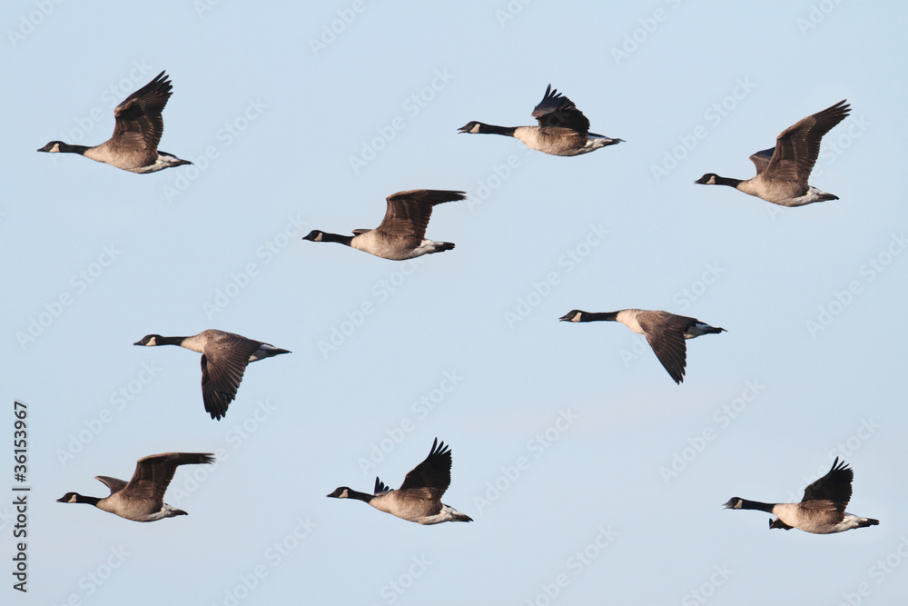 Obraz premium Canada Goose (Branta canadensis) In Flight