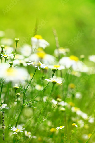 Summer camomile background © strixcode
