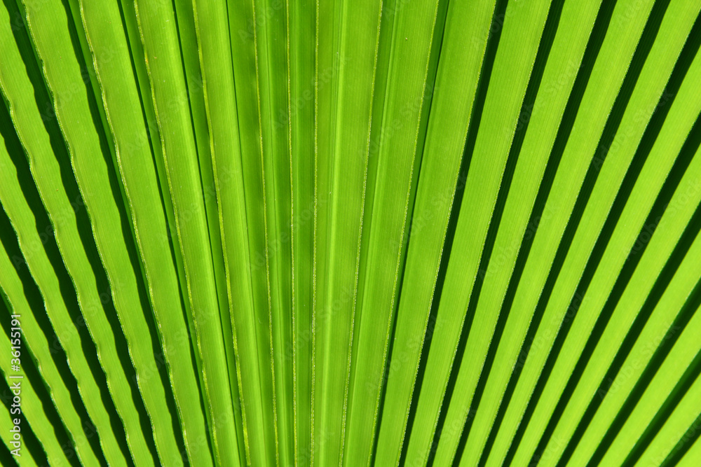 Image of green palm leaf colse-up Image of green palm leaf colse-up