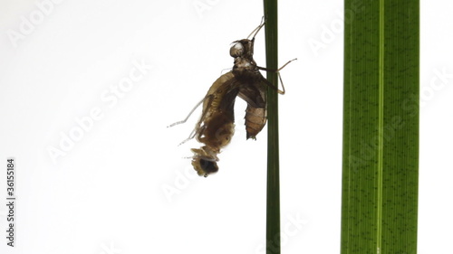 Birth of a dragonfly