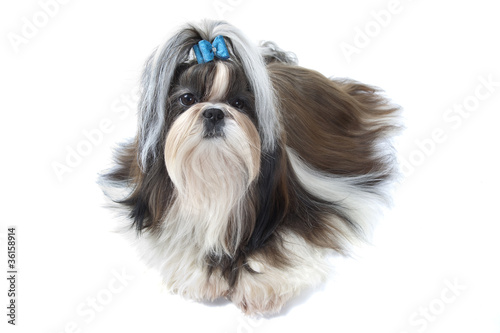 Fototapeta Naklejka Na Ścianę i Meble -  le shih tzu joue les pachas