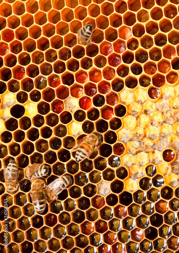 Honeycomb closeup