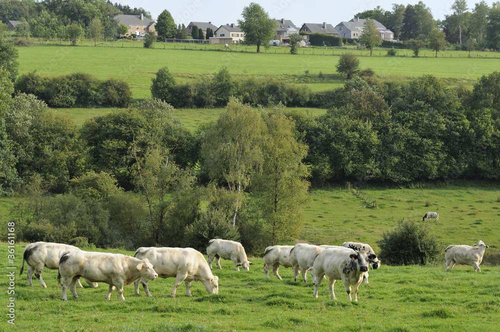 Fototapeta premium cattle, grass and village, ardennes