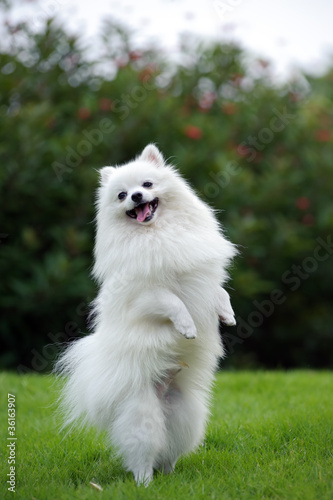 White pomeranian dog