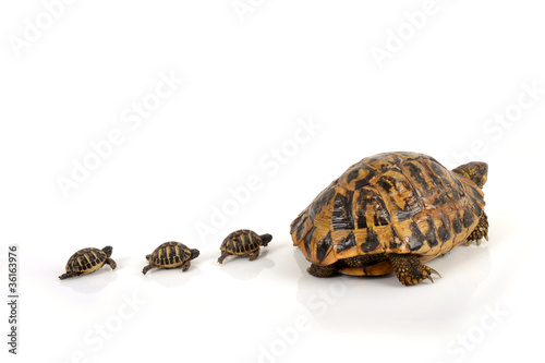 Tortue Hermann suivie de 3 bébés tortue