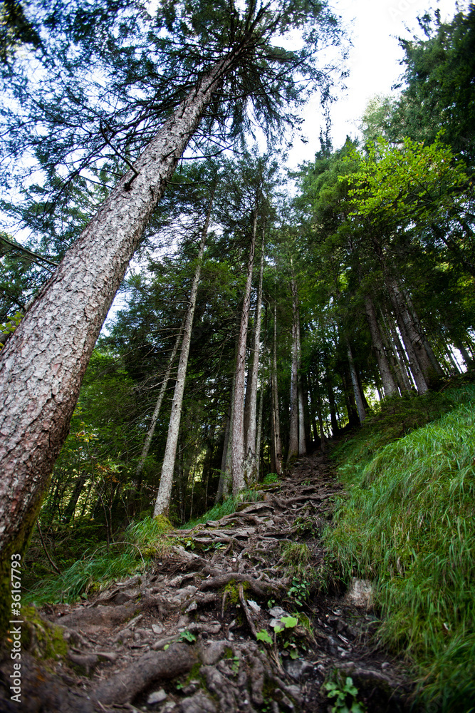 Fototapeta premium fir trees in mountain