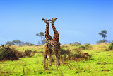 Two giraffes in the african savannah