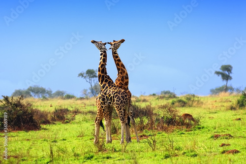 Two giraffes in the african savannah