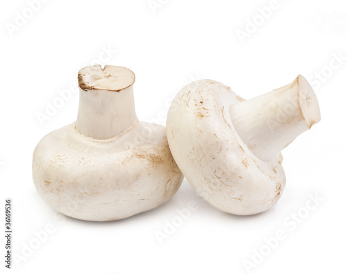 fresh mushrooms isolated