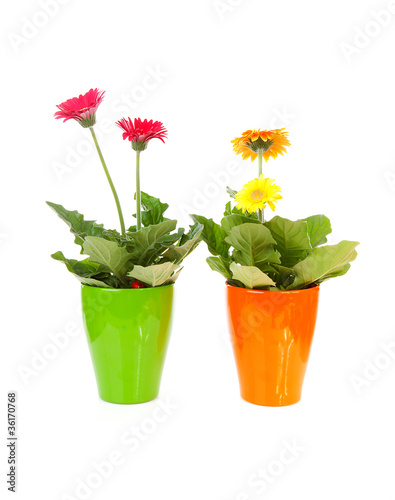 Two colorful Gerber flowers in pot