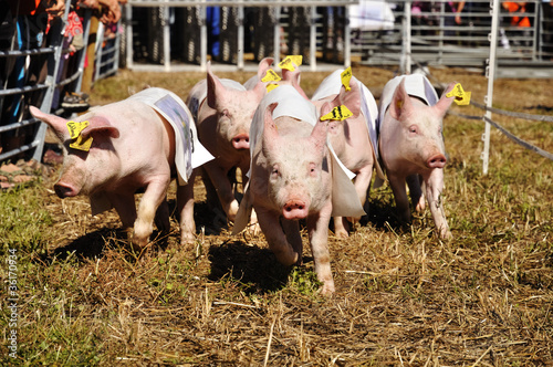 schweinerennen photo