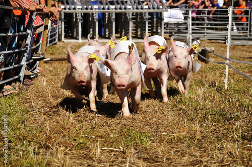 schweinerennen