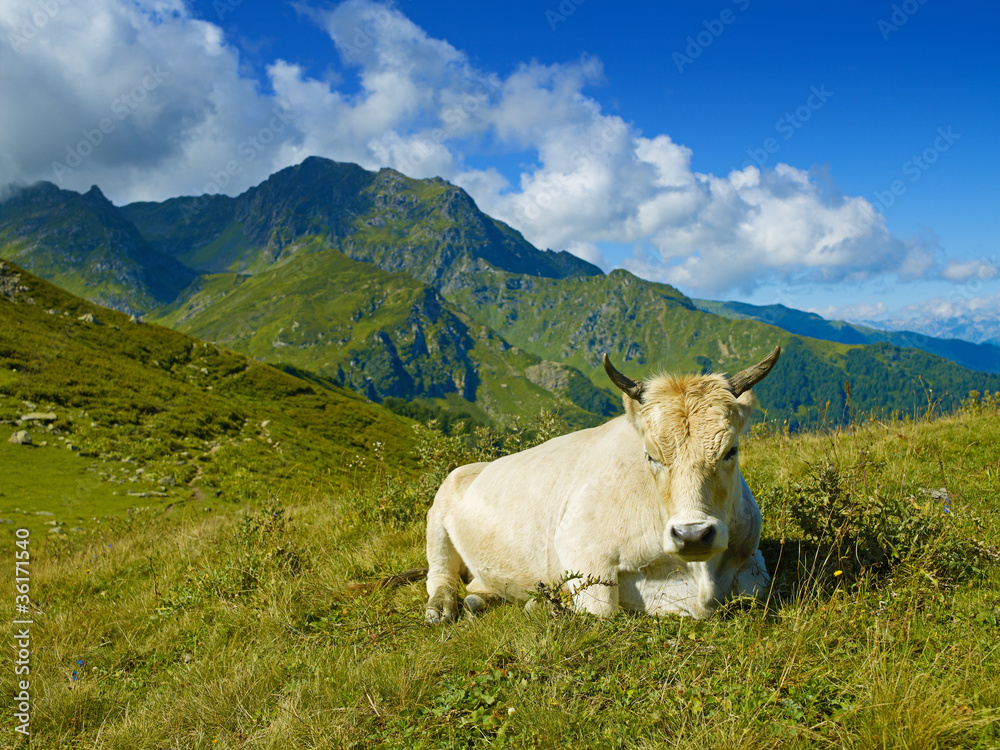 Cow in the Caucasus Mountains