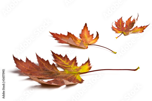 Autumn colored leafs