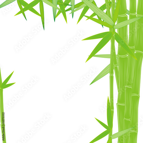 Fototapeta Naklejka Na Ścianę i Meble -  summer green bamboo frame