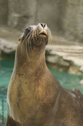 Seal - Phocidae