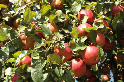 Äpfel
